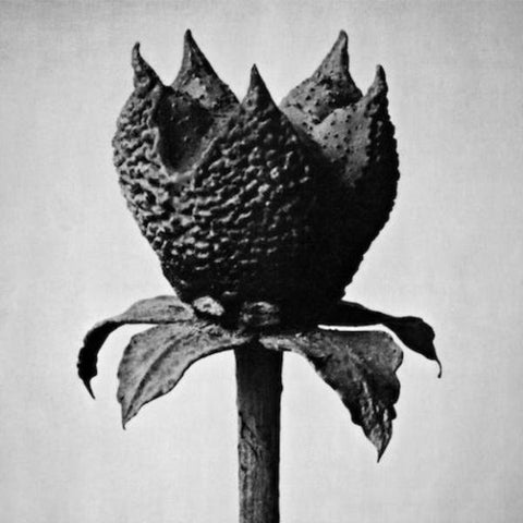 Masayoshi Fujita - Book of Life - LP - Erased Tapes Records - ERATP111LP